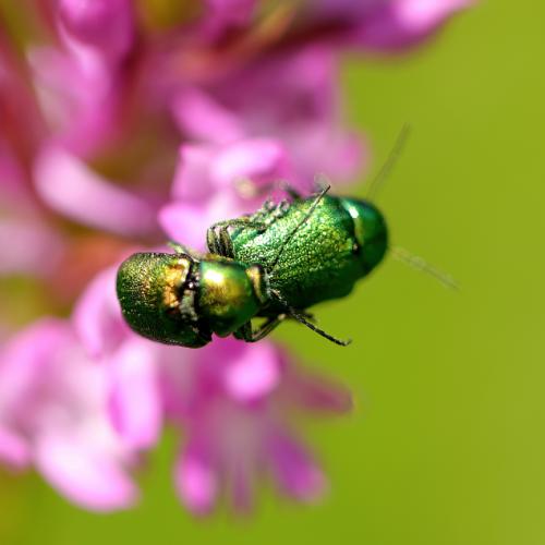 Cryptocephalus sp.